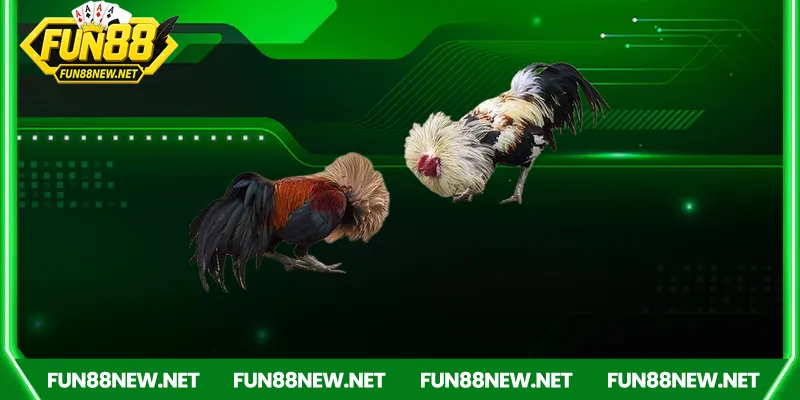 Hướng dẫn tham gia đá gà Fun88 dễ dàng
