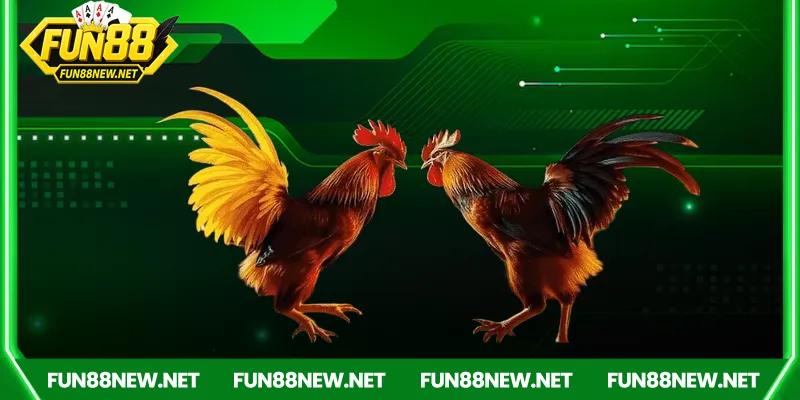 Sự hấp dẫn của đá gà Fun88