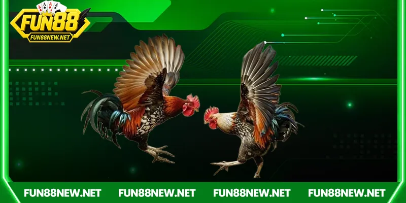 Sức hút bất tận của đá gà tho mo trong văn hóa cá cược