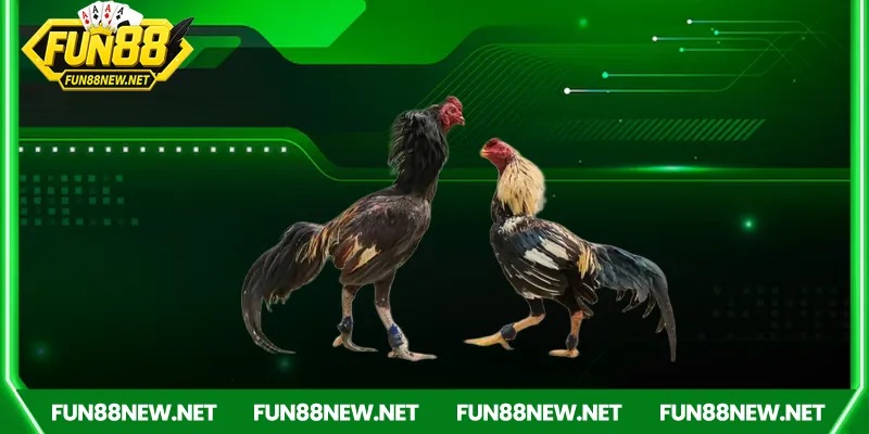 Ưu điểm vượt trội khi chơi đá gà Campuchia Fun88